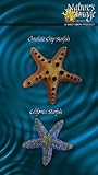 MULTI-PACK STARFISH 2