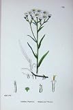 Sowerby は C1902 くしゃみウワートの Yarrow の Achillea 色を植えます