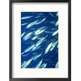 School of Jack Mackerel, California Photos To Go Collection Framed Photographic Poster Print by Wayne Brown, 17x21