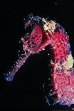 Hippocampus Erectus - The Seahorse 12x18 Giclee on canvas