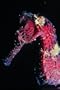 Hippocampus Erectus - The Seahorse 12x18 Giclee on canvas