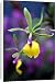Canvas Prints of Epicattleya Rene Marques, Flame Thrower Orchid from Prints Prints Prints
