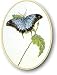 Thea Gouverneur Blue Butterfly Cross Stitch Kit 1024