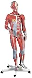 3B Scientific Female Muscle Figure