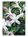 Rhododendron (Karume Group) Photographic Poster Print by Mark Bolton, 18x24