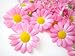 (24) Silk Pink Gerbera Daisy Flower Heads , Gerber Daisies - 1.75