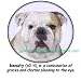 Bulldog Beauty Adult Long Sleeve T Shirt
