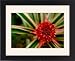 Framed Prints of Central America, from Danita Delimont