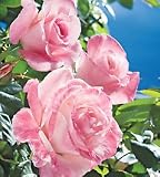 April in Paris Hybrid Tea Rose