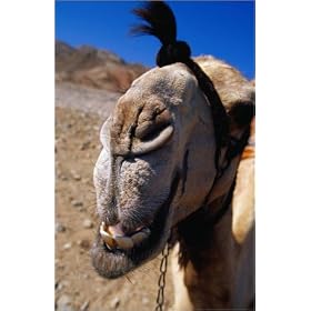 photographie The face of a camel, or Ata Allah (God's Gift in the language of the Bedouin). Domes...