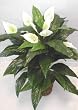 3' EXTRA FULL Peace Lily