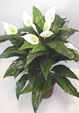 3' EXTRA FULL Peace Lily