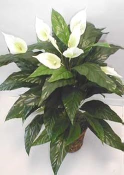 3' EXTRA FULL Peace Lily