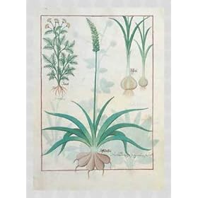 Framed picture: Botanik, "Anet / Affodilus / Allium", 51 x 71 - Aluminium Basic M: Silver frosted