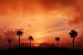 Palms at Sunset - 24W x 16H - Peel and Stick Wall Decal by Wallmonkeys
