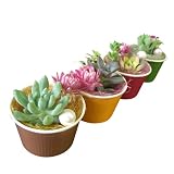 solxsol �����A�� sweet plants - colorful 10772