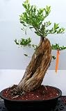 Buttonwood Bonsai Tree.(conocarpus erectus)