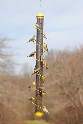 36in. Yellow Spiral Finch lbs Capacity
