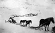 Alaskan Trek with Horses, Mules, Dogs, Bicycle, ca. 1915 Photograph - Beautiful 16x20-inch Photographic Print from the Library of Congress Collection