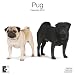 Pugs 2010 Wall Calendar AP30469