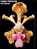 Vanda tricolor var Suavis 544S
