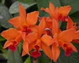 Lc. Fire Dance 'Patricia' AM/AOS