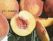 Fay (Late) Elberta Peach Tree Five Gallon Fay (Late) Elberta Peach Tree Five Gallon