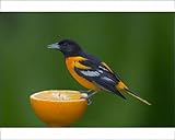 Photographic Prints of Northern Oriole - Male feeding on half an orange at a feeder, May from Ardea Wildlife Pets