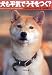 犬も平気でうそをつく? (文春文庫)