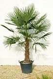 Trahycarpus fortunei 'Chusan palm'