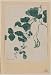 Reprint Mame - green bean or pea plant showing vine, leaves, pods, and blossoms 1878