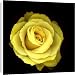 Canvas Prints of Dwarf Rose - yellow from Ardea Wildlife Pets