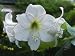 Close-Up of a Picotte Flower (Hippeastrum Picotee) Photographic Poster Print by C. Sappa, 24x32