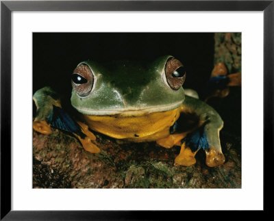 Close view of a tree frog