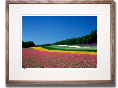 《オリジナルプリント》花畑（ファーム富田）（北海道/中富良野町）