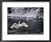 Adult Trumpeter Swans Lifting its Wings on the Snow-Banked Madison River National Geographic Collection Framed Art Poster Print by Raymond Gehman, 22x18