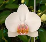 Phal. Arctic Dawn 'White Out'
