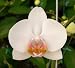 Phal. Arctic Dawn 'White Out'