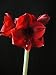 Amaryllis Benfica
