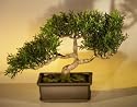 Bonsai Boy's Artificial Japanese Tea Leaf Bonsai Tree