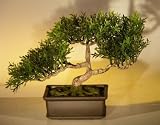 Bonsai Boy's Artificial Japanese Tea Leaf Bonsai Tree by Bonsai Boy Best Buy