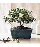 Flowers and Plant Gifts: Gardenia Bonsai