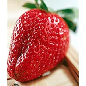 Delicious Strawberry 400 Seeds - GARDEN FRESH PACK!