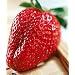 Everbearing Picnic Strawberry 40 Seeds/Seed