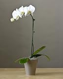 Orchid Affair