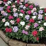 Vinca Seeds - Vinca Cora Collection