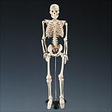 Halloween Mr Thrifty Skeleton (WCP-1) 1st Quality