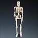 Halloween Mr Thrifty Skeleton (WCP-1) 1st Quality