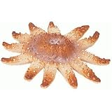 Eigenschaften BULLYLAND 67859 / BULLYLAND 67859 - Sun Star Fish