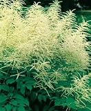 Goats Beard Perennial 25 Plants - Aruncus
